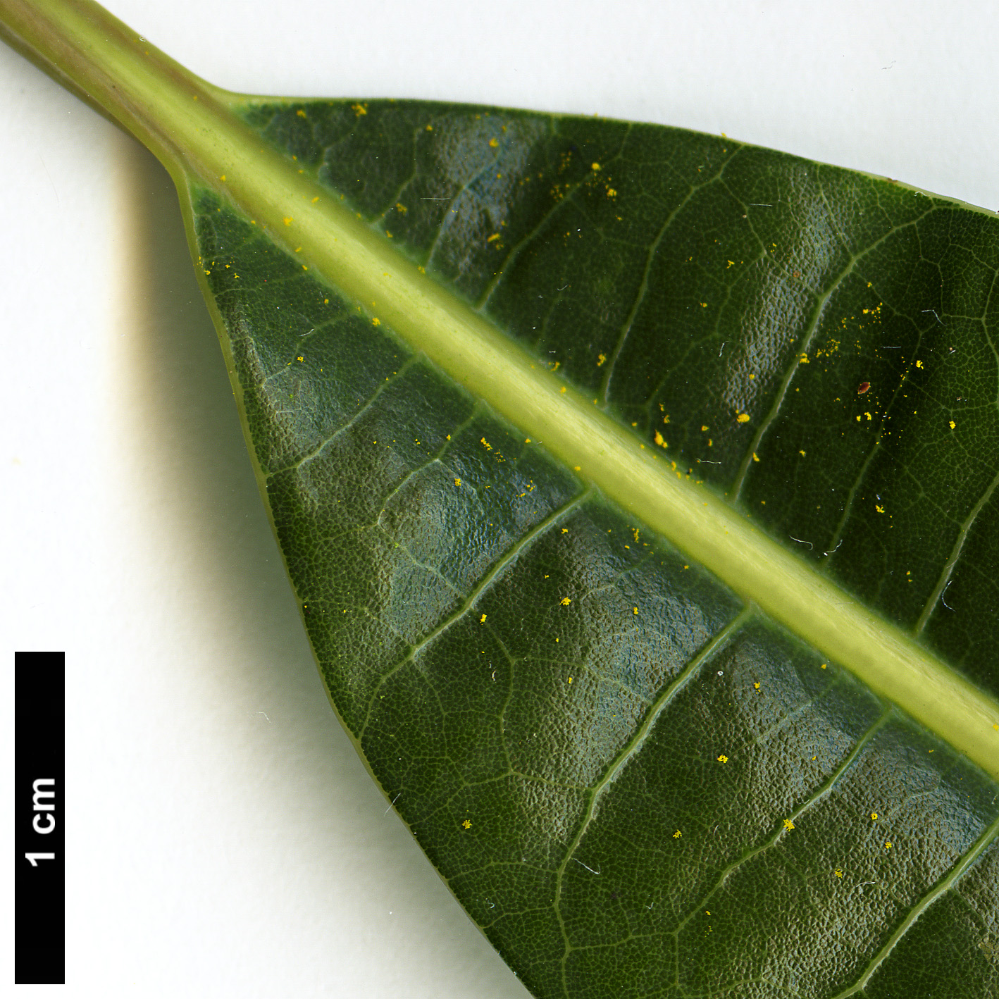 High resolution image: Family: Lauraceae - Genus: Litsea - Taxon: dilleniifolia